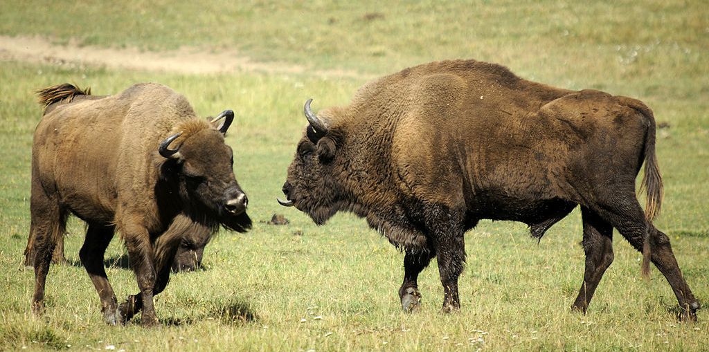 European bison